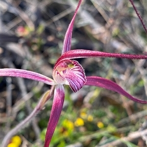 Caladenia footeana at Stirling Range National Park, WA - suppressed