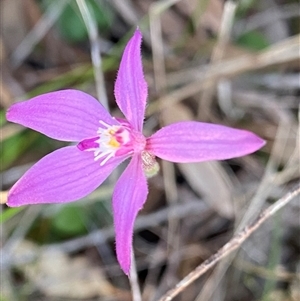 Caladenia latifolia at Amelup, WA - suppressed