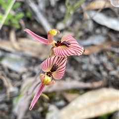 Caladenia cairnsiana (Zebra Orchid) at Amelup, WA - 22 Sep 2023 by NedJohnston