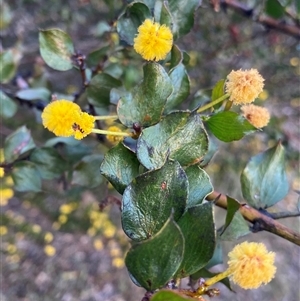 Acacia awestoniana at Amelup, WA - 22 Sep 2023 05:12 PM