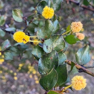 Acacia sp. at Amelup, WA by NedJohnston