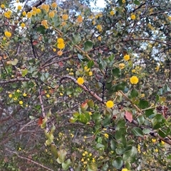 Acacia awestoniana at Amelup, WA - 22 Sep 2023 05:12 PM