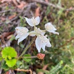 Xanthosia rotundifolia (Southern Cross) at Stirling Range National Park, WA - 23 Sep 2023 by NedJohnston