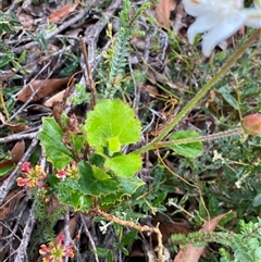 Xanthosia rotundifolia at Stirling Range National Park, WA - 23 Sep 2023 08:07 AM