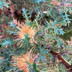 Banksia sp. at Stirling Range National Park, WA - 22 Sep 2023 by NedJohnston