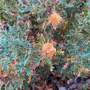 Banksia sessilis at Stirling Range National Park, WA - 23 Sep 2023 08:09 AM