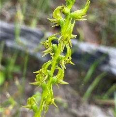 Prasophyllum gracile (Little Laughing Leek Orchid) at Stirling Range National Park, WA - 23 Sep 2023 by NedJohnston