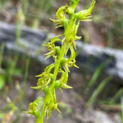 Prasophyllum gracile (Little Laughing Leek Orchid) at Stirling Range National Park, WA - 23 Sep 2023 by NedJohnston