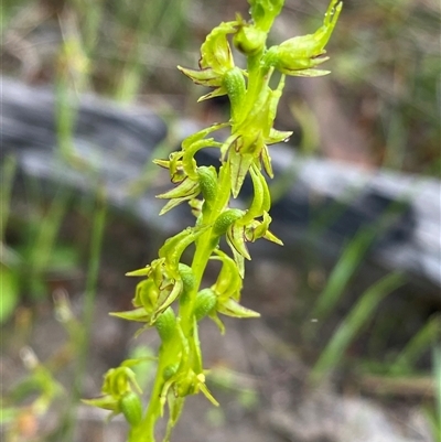 Prasophyllum gracile at Stirling Range National Park, WA - 22 Sep 2023 by NedJohnston