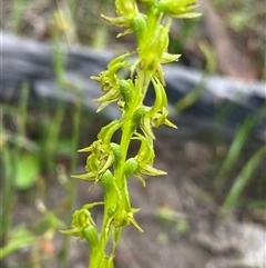 Prasophyllum gracile at Stirling Range National Park, WA - suppressed