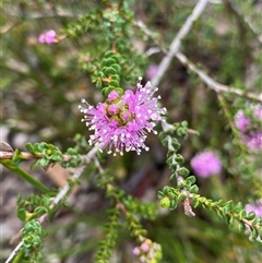 Kunzea recurva at Stirling Range National Park, WA - 23 Sep 2023 by NedJohnston