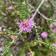 Unidentified Plant at Stirling Range National Park, WA - 22 Sep 2023 by NedJohnston