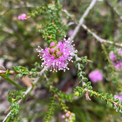 Kunzea recurva at Stirling Range National Park, WA - 23 Sep 2023 by NedJohnston