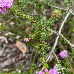 Kunzea recurva at Stirling Range National Park, WA - 23 Sep 2023 09:38 AM