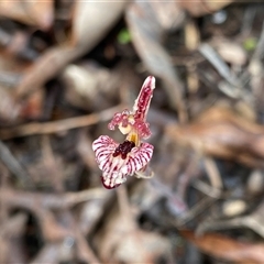 Caladenia cairnsiana at Stirling Range National Park, WA - 22 Sep 2023 by NedJohnston