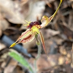 Caladenia plicata at Stirling Range National Park, WA - 22 Sep 2023 by NedJohnston