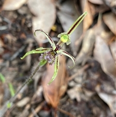 Caladenia barbarossa (Dragon Orchid) at Stirling Range National Park, WA - 22 Sep 2023 by NedJohnston