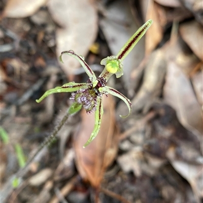 Caladenia barbarossa (Dragon Orchid) at Stirling Range National Park, WA - 22 Sep 2023 by NedJohnston