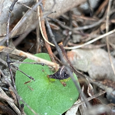 Corybas (Genus) (Helmet Orchid) by NedJohnston