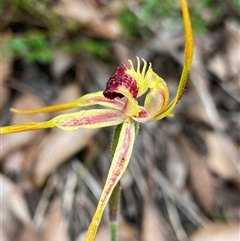 Caladenia longiclavata (Clubbed Spider Orchid) at Stirling Range National Park, WA - 23 Sep 2023 by NedJohnston