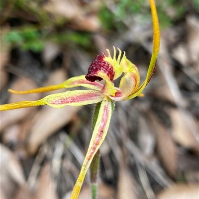 Caladenia longiclavata (Clubbed Spider Orchid) at Stirling Range National Park, WA - 23 Sep 2023 by NedJohnston
