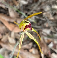 Caladenia longiclavata at Stirling Range National Park, WA - suppressed