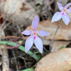 Caladenia latifolia (Pink Fairies) at Stirling Range National Park, WA - 22 Sep 2023 by NedJohnston