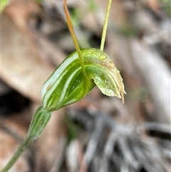 Pterostylis crispula (Slender Snail Orchid) at Stirling Range National Park, WA - 23 Sep 2023 by NedJohnston
