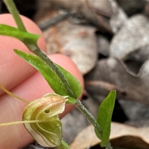 Pterostylis crispula at Stirling Range National Park, WA - suppressed