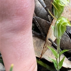 Pterostylis crispula at Stirling Range National Park, WA - suppressed