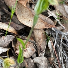 Pterostylis crispula at Stirling Range National Park, WA - suppressed