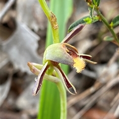 Lyperanthus serratus at Stirling Range National Park, WA - 22 Sep 2023 by NedJohnston