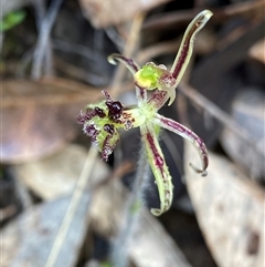 Caladenia barbarossa at Stirling Range National Park, WA - 23 Sep 2023 by NedJohnston