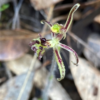 Caladenia barbarossa at Stirling Range National Park, WA - 23 Sep 2023 by NedJohnston