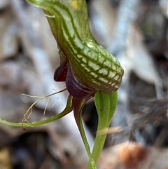 Pterostylidinae (greenhood alliance) at Stirling Range National Park, WA - 23 Sep 2023 by NedJohnston