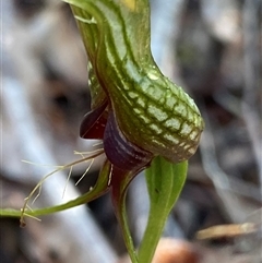 Pterostylis barbata at Stirling Range National Park, WA - 23 Sep 2023