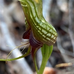 Pterostylis barbata at Stirling Range National Park, WA - suppressed