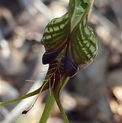 Pterostylis barbata at Stirling Range National Park, WA - 23 Sep 2023