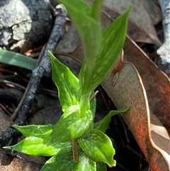 Pterostylis barbata at Stirling Range National Park, WA - 23 Sep 2023