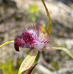 Caladenia heberleana (Heberle's Spider Orchid) at Stirling Range National Park, WA - 23 Sep 2023 by NedJohnston