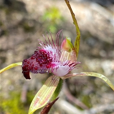 Caladenia heberleana (Heberle's Spider Orchid) at Stirling Range National Park, WA - 23 Sep 2023 by NedJohnston