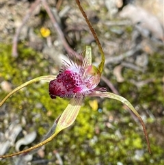 Caladenia heberleana at Stirling Range National Park, WA - suppressed