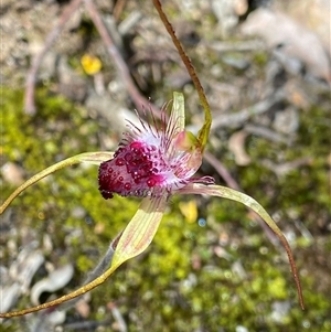 Unidentified at suppressed - 23 Sep 2023