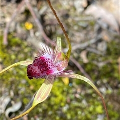 Caladenia heberleana at Stirling Range National Park, WA - suppressed