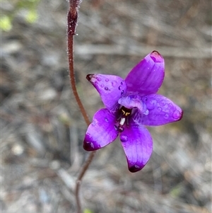 Elythranthera brunonis at Stirling Range National Park, WA - suppressed