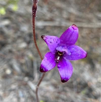 Elythranthera brunonis (Purple Enamel Orchid) at Stirling Range National Park, WA - 23 Sep 2023 by NedJohnston