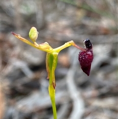 Unidentified Orchid at Stirling Range National Park, WA - 23 Sep 2023 by NedJohnston