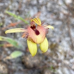 Caladenia discoidea (Dancing Spider Orchid) at Flynn, WA - 23 Sep 2023 by NedJohnston