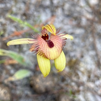 Caladenia discoidea (Dancing Spider Orchid) at Flynn, WA - 23 Sep 2023 by NedJohnston