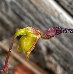 Unidentified Orchid at Flynn, WA - 24 Sep 2023 by NedJohnston